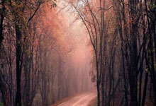 苹果免费共享账号ID获取中心